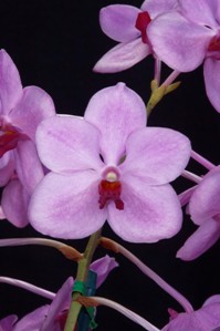 Vandoglossum Yawi's Taiwan Queen Diamond Orchids AM/AOS 80 pts. flower